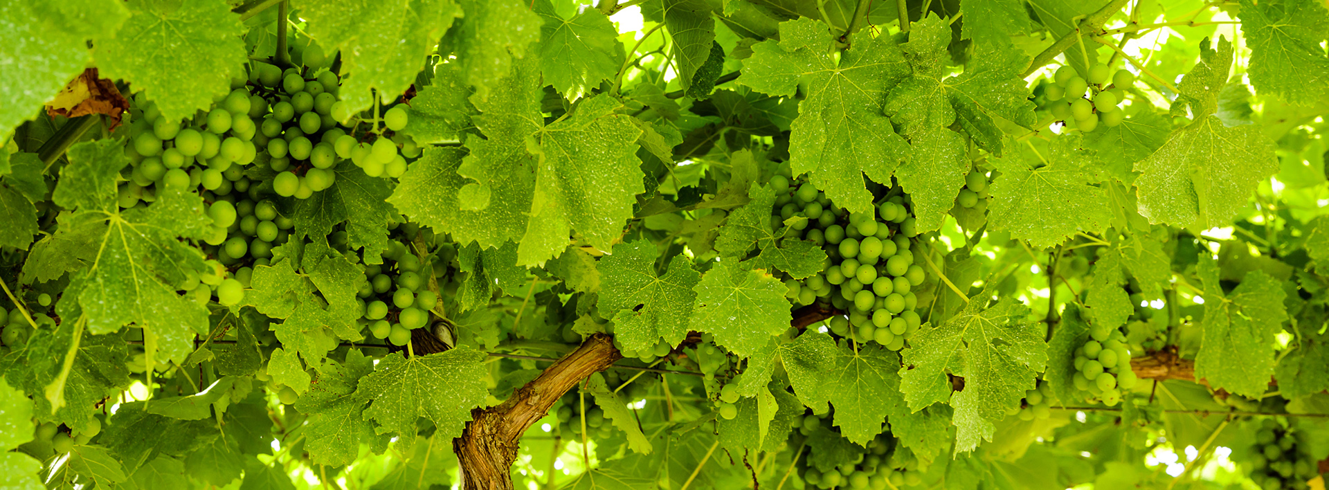 Nutwood Winery photo